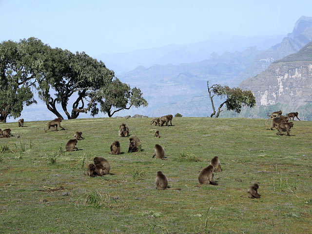 Opice v Národnom parku Simien, Etiópia